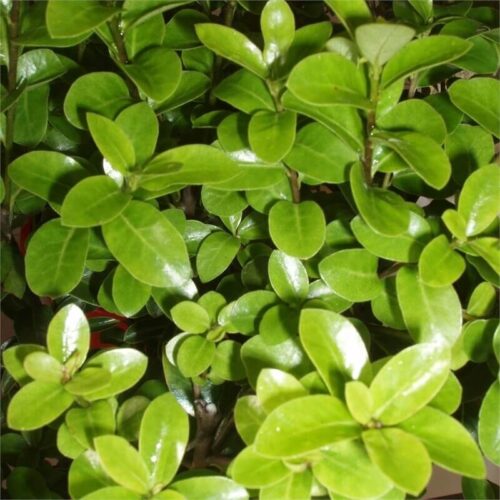 Pittosporum tenuifolium 'Mountain Green'